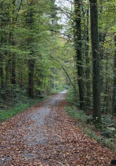 narrow path through the autumn forest