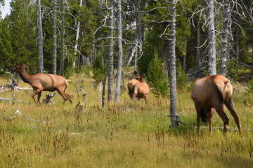 deer in Yellowstone National Park in Wyoming