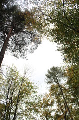 a picture frame made of tree tops