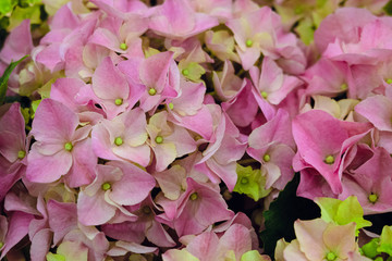 Pink flowers of hydrangea. Natural background.