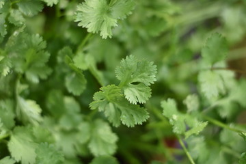 Fototapeta premium Echter Koriander (Coriandrum sativum)