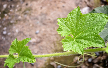 green leaves in the garden
