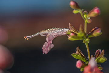 Salvia flower in morning dew