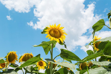 Blooming sunflowers in the field with blue sky and white clouds in the background, agricultural concept