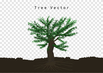 Big pine trees spread their roots, branched in the soil, tree vector isolated on transparency background
