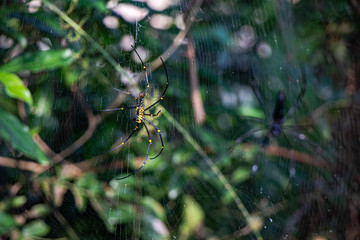 spider on a web