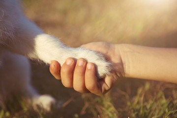 Dog best friend. Little puppy giving paw or high five to its child owner.