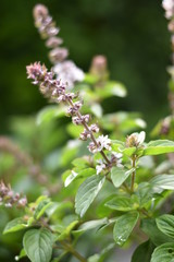 Blühendes Strauchbasilikum 'Magic White'