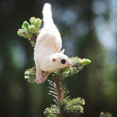 White leucistic sugar glider on branch in garden