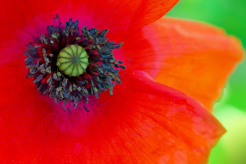 Abstract red poppy flower isolated on green background .