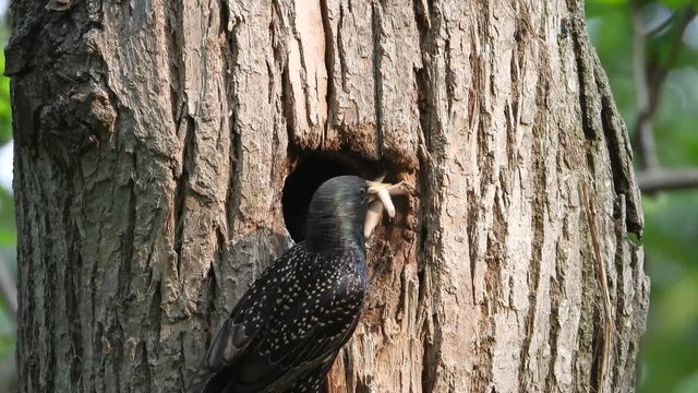 starling feeds chicks in a hollow tree