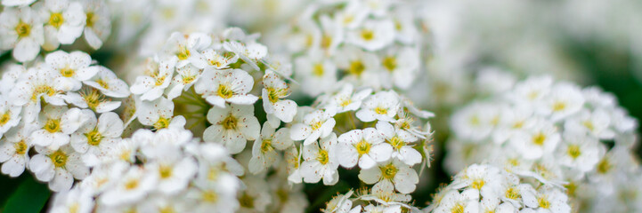 Blurred website spring banner background of cherry blossoms tree. Selective focus. White sunlight...