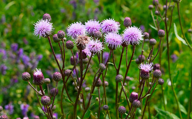 purple flowers in the field