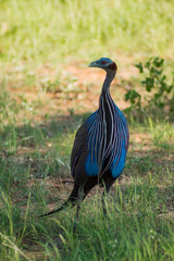 Helmeted fowl, Numida meleagris, large gray bird in the grass.