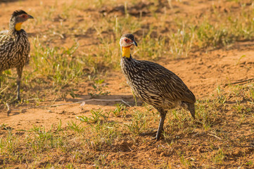 Yellow-necked Francolin Pternistis leucoscepus spurfowl