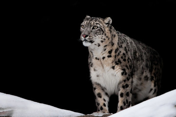 Proudly looking. licked. snow leopard is a powerful and beautiful predator in the snow against a dark rock cave (dark background).