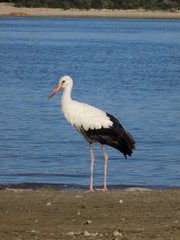 stork on the beach