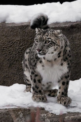  snow leopard is a powerful and beautiful predator against a background of stones and snow.