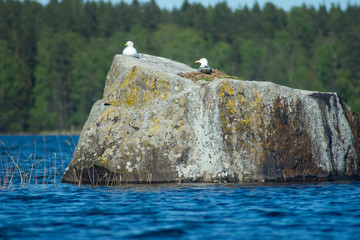 Fototapeta premium Waterfowl on a stone. A nest of seagulls on a stone. Stones in the water. Landscape Lake Vuoksi Karelia.