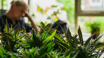 Northern lights cannabis strain harvest close up with person in the background