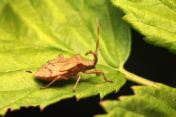 Coreus marginatus on leaf