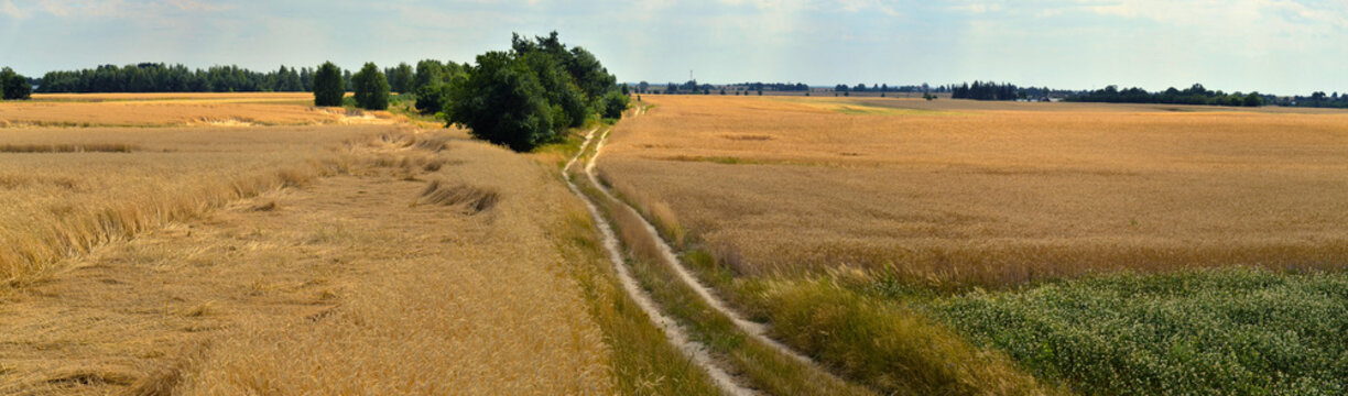 Panorama pola z rosnącym zbożem