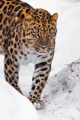 Strongly goes to you in the snow, look stern. Far Eastern leopard close-up of a bright red  beast