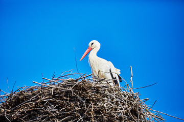 A stork in its nest