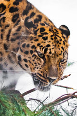 Nibbles a branch of a tree.Christmas leopard. Far Eastern leopard close-up of a bright red  beast