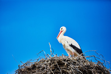 A stork in its nest
