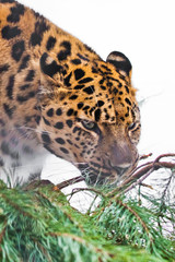Nibbles a branch of a tree.Christmas leopard. Far Eastern leopard close-up of a bright red  beast