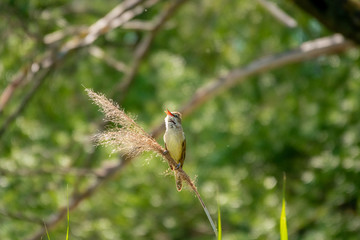 Great-reed warbler, Acrocephalus arundinaceus, single bird on reed singing