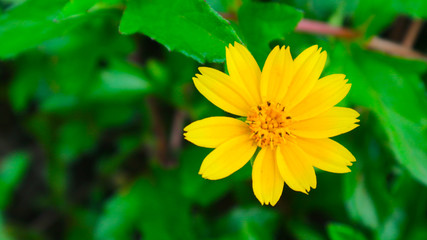 yellow cosmos or Cosmos sulphureus, sulfur cosmos  