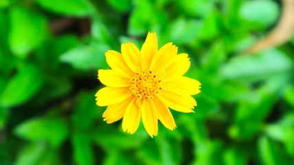 yellow cosmos or Cosmos sulphureus, sulfur cosmos  