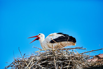 A stork in its nest