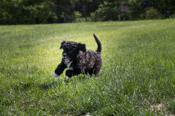 puppy dog on green grass © Lynda Potter