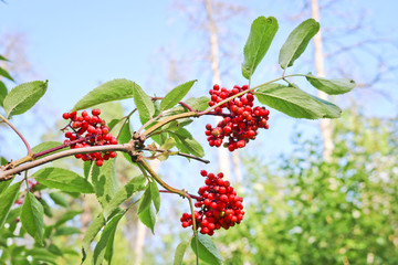 Ripe red elderberry. Medicinal plant.