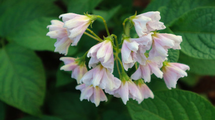 the potato flowers are white, blurred background the garden of the natural growing conditions At Phop Phra District, Tak Province, Thailand is the source of potato planting for export.