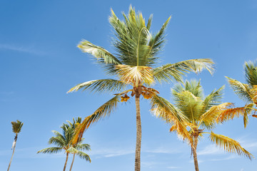 Fototapeta premium palm tree and blue sky