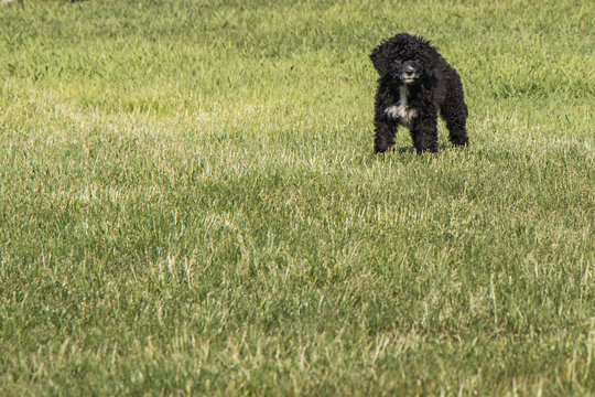 Portuguese Water Dog Puppy In Grass