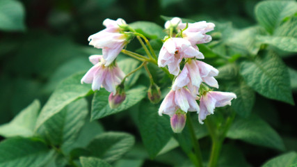 the potato flowers are white, blurred background the garden of the natural growing conditions At Phop Phra District, Tak Province, Thailand is the source of potato planting for export.