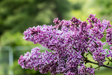 purple Lilac flowers in the garden