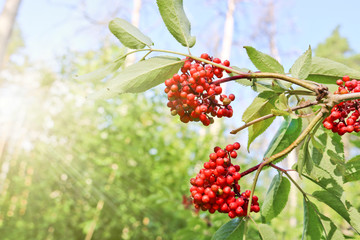 Ripe red elderberry. Medicinal plant.