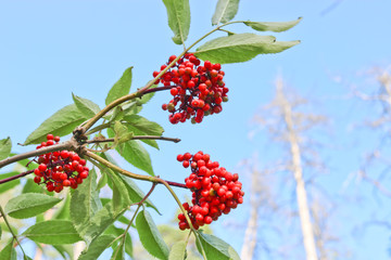 Ripe red elderberry. Medicinal plant.