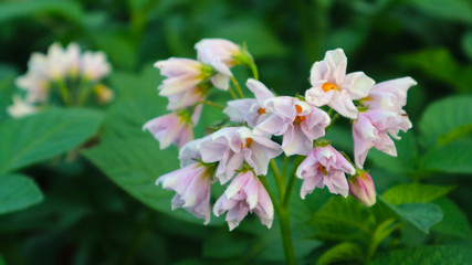 Obraz na płótnie Canvas the potato flowers are white, blurred background the garden of the natural growing conditions At Phop Phra District, Tak Province, Thailand is the source of potato planting for export.