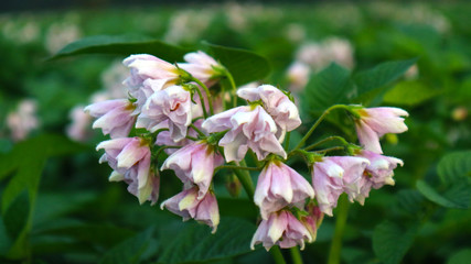 the potato flowers are white, blurred background the garden of the natural growing conditions At Phop Phra District, Tak Province, Thailand is the source of potato planting for export.