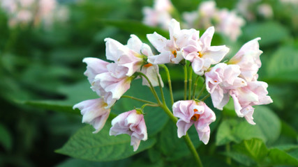 the potato flowers are white, blurred background the garden of the natural growing conditions At Phop Phra District, Tak Province, Thailand is the source of potato planting for export.