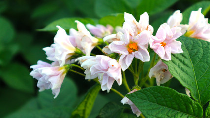 the potato flowers are white, blurred background the garden of the natural growing conditions At Phop Phra District, Tak Province, Thailand is the source of potato planting for export.