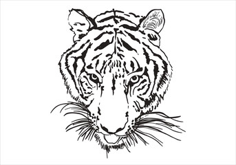 Vector sketch of a tiger's face.