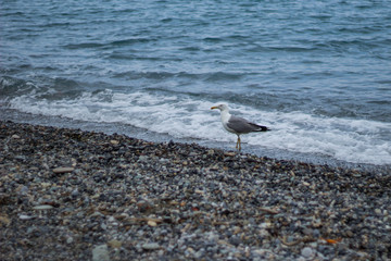  Seagull on the beach, Liguria Italy